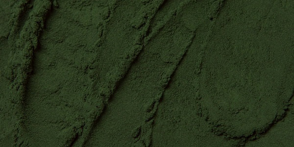 Spirulina-Pulver gemahlen und getrocknet