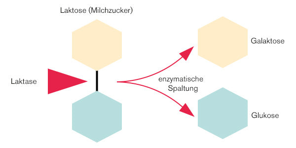 Infografik zu Laktase